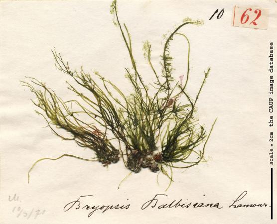 Bryopsis duplex T62.jpg